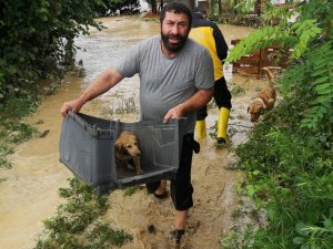 Selde sokak hayvanları boğulmaktan böyle kurtarıldı