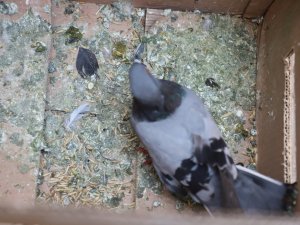 Balkona sığınan kanadı kırık güvercine şefkat eli