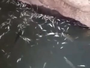 Kulp Çayı kurudu, binlerce balık telef oldu