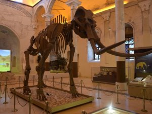 2 milyon yıllık Güney Fili fosilleri Doğa Tarih Müzesi’nde sergileniyor