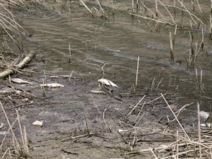 Alibeyköy Barajında korkutan görüntü: Onlarca balık öldü
