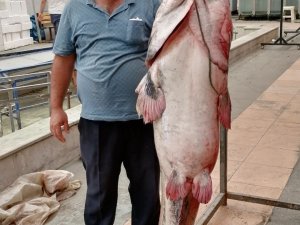Kahramanmaraş’ta 3 metrelik yayın balığı yakalandı
