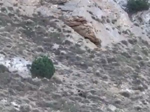 İlk defa ayı gören vatandaşlardan gülümseten tepki