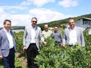 İznik’te yaban mersini festivali