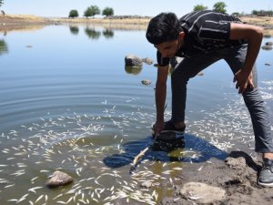 Asırlardır balıkların yaşadığı çayda korkutan görüntüler