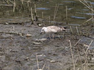 Alibeyköy Barajı’ndaki balık ölümleri ekipleri harekete geçirdi