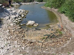 Hatay’da balık ölümleri