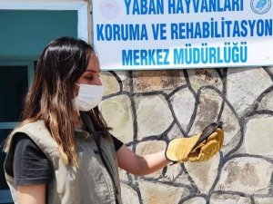 Yaralı kuşlar tedavi altına alındı