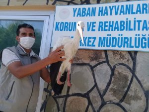 Yaralı Leylek tedavi altına alındı