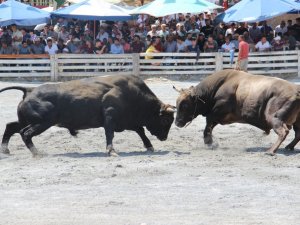 2 yıldır arenaya inemeyen boğalar nefesleri kesti