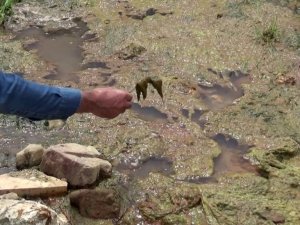 Sultangazi’de Alibeyköy barajına akan dere tehlike saçıyor