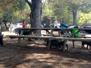 Milli Park’taki domuzlar tatilcilerin arasında dolaşmaya başladı