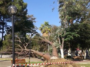 Fırtına koskoca ağaçları kökünden söktü