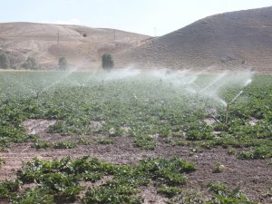 Sivas Gürün Suçatı Sulaması 1. Kısım inşaatının çalışmaları tamamlanarak sulamaya açıldı