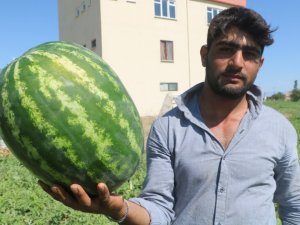 Görüntüsü göz kamaştırıyor, lezzeti damakları tatlandırıyor