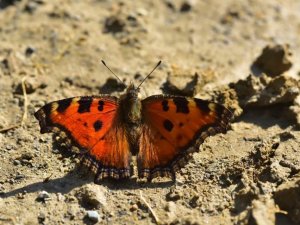 Van kelebekçilerin mekanı oldu