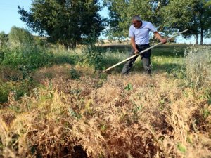 Burçak hasadı geleneksel yöntemlerle yapıldı