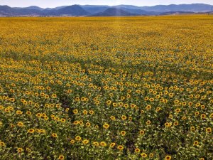Kahramanmaraş’ta ayçiçeği tarlalarında görsel şölen