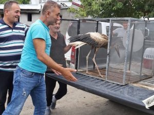 Leylek ve Ebabil kuşu tedavi altına alındı