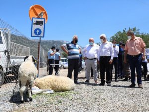Büyükşehir Mezbahalarında Bin 79 kesim yapıldı