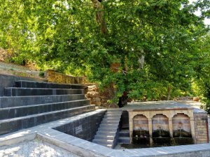 Asırlık çınar turizme kazandırıldı