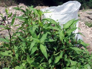 Bu ot şifa arayanların umudu oldu