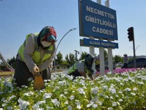 Aliağa mevsimlik çiçeklerle renkleniyor