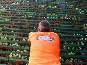 Tulumba Köprüsü’nün dikey bahçeleri çiçeklendi