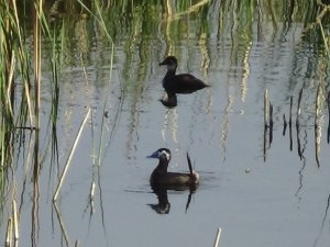 Erçek Gölü’nün müdavimleri dikkuyruklar