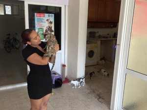 Hayvanseverler cezaların caydırıcı olmasını istiyor