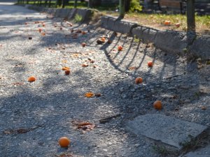 Yürek sızlatan meyve israfı