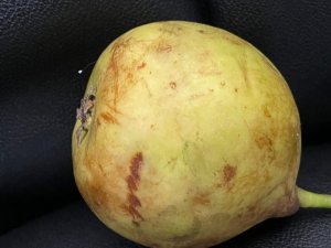 Denizli’de nadir rastlanan Udumbara çiçeği görüldü