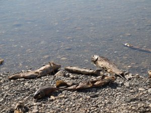 Kahta Çayı’nda binlerce balık telef oluyor