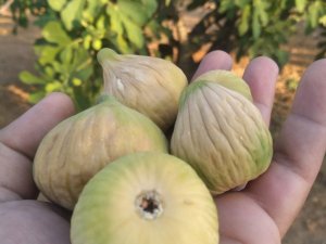 Coğrafi işaretli Aydın incirinde ilk hasat yapıldı