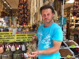 Korona virüsün bıraktığı hasarlar için ’Sinirli Ot’ yoğun talep görüyor