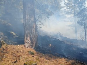 Adana’da orman yangını