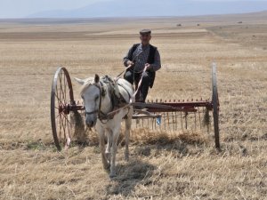 Kuraklığın vurduğu Kars’ta çiftçilerin hasad mesaisi başladı