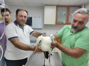 Ayağı kopan leylek tedaviye alındı