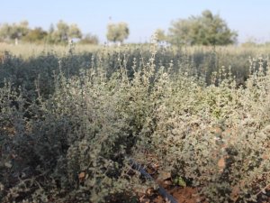 İlerleyen yaşına rağmen sağlık için kekik suyu üretiyor