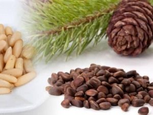 Aydın’ın çam fıstığı da coğrafi işaretli olarak dünyaya açılıyor