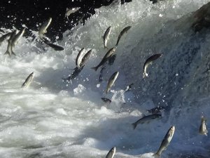 İnci kefalinin 3 aylık muhteşem yolculuğu