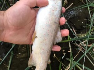 Terbüzek Çayı’nda kırmızı benekli alabalık ölümleri