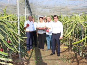 Küresel ısınma Aydın’da fırsata dönüştürüldü