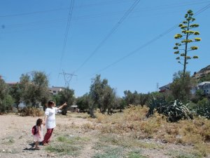 100 yılda bir çiçek açan sabır otu İzmir’de çiçeklendi
