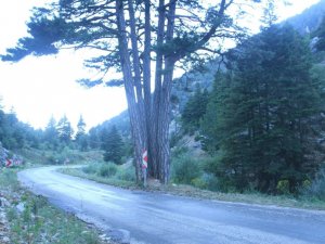 Beş kardeşler anıt ağacı görenlerin ilgisini çekiyor