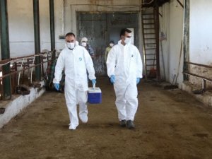 6 ayda 105 bin 472 hayvan aşılandı