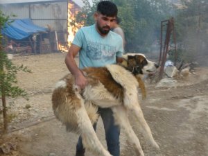 Vatandaşlar ve ekipler mahallelerde mahsur kalan hayvanları kurtarmak için seferber oldu