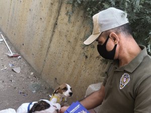 Hayvana eziyete 123 bin 470 lira para cezası