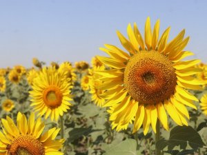 Gündöndüler Tekirdağ’ı sarıya boyadı