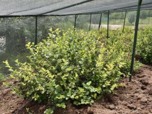 Üreticilere aronia meyvesi için teknik destek